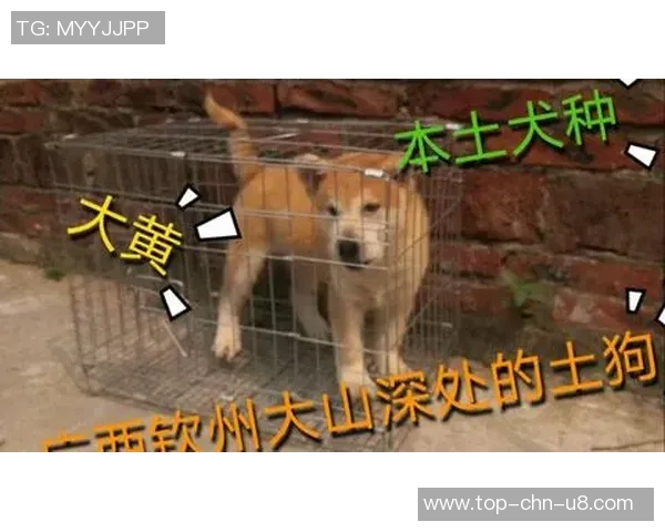 大黄狗足球明星究竟是谁他在赛场上的表现如何引发关注